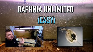 How I Raise Daphnia Water Fleas And You Can Too [upl. by Wolliw527]