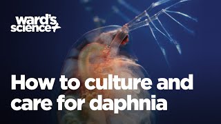 Caring and Culturing for Daphnia [upl. by Einnahpets210]