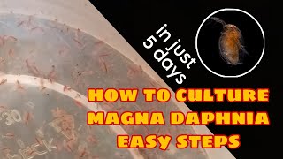 How to Culture Magna Daphnia Easily [upl. by Nawek]