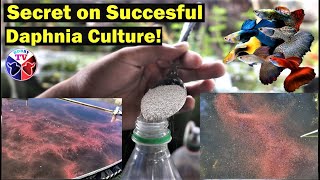 How to Culture Daphnia Successfully [upl. by Lyndy]