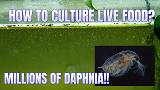 How to Culture Daphnia Secret Method to Breed MILLIONS  Simply Aquatic [upl. by Bernetta]