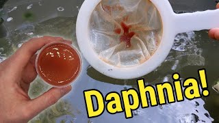 How I Culture Daphnia In Outdoor Tubs [upl. by Jeanne]