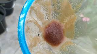 How to culture daphnia moina in a small container Part 1 English Subtitle [upl. by Ytinav]