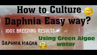 Daphnia MagnaHow to Culture Daphnia Easy wayCulturing Daphnia using Green water Daphnia [upl. by Helms]