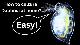 BEST Live Fish Food Beginner guide How to Culture Daphnia at home [upl. by Volpe]