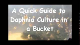 How to culture daphnia outside [upl. by Flore167]