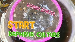 How to culture daphnia moina the easy way 1  Starting the Daphnia culture [upl. by Forkey147]