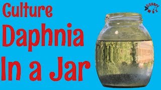 How to Culture Daphnia in a Jar [upl. by Scoville]