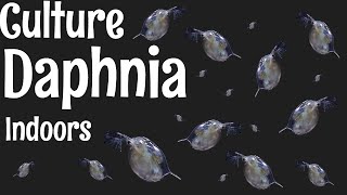 How to Culture Daphnia [upl. by Jarlath]