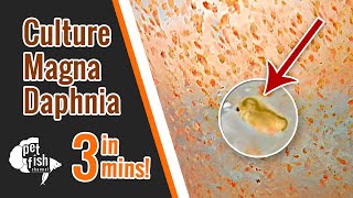 How to culture DAPHNIA MAGNA  The easy way [upl. by Barnie291]