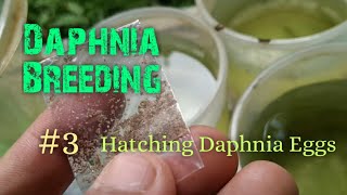 Daphnia Culture made simple and easy 3  Hatching Daphnia eggs [upl. by Adiel]