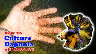 How to Culture Daphnia with ZERO Cost  Unlimited Live Food For Our Fish [upl. by Perkoff]