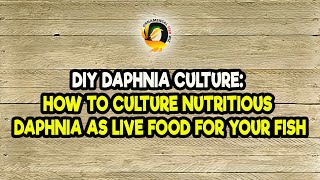 DIY Daphnia Culture How to Culture Nutritious Daphnia as Live Food for Your Fish [upl. by Aryan165]