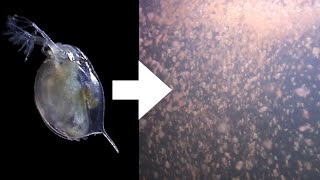 How I Culture Daphnia [upl. by Enened414]