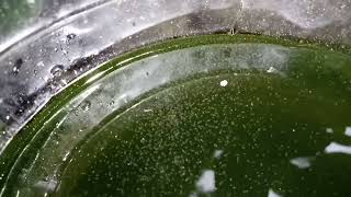 DAPHNIA MOINA CULTURE IN A SMALL BUCKET [upl. by Aliahkim380]