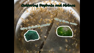 How To Culture Daphnia and Moinas using Green Water Spirulina powder [upl. by Mcnair]