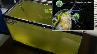 Raising Daphnia for the Freshwater Aquarium [upl. by Einaled]