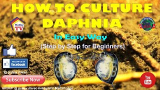 HOW TO CULTURE DAPHNIA In Easy Way [upl. by Iruam]